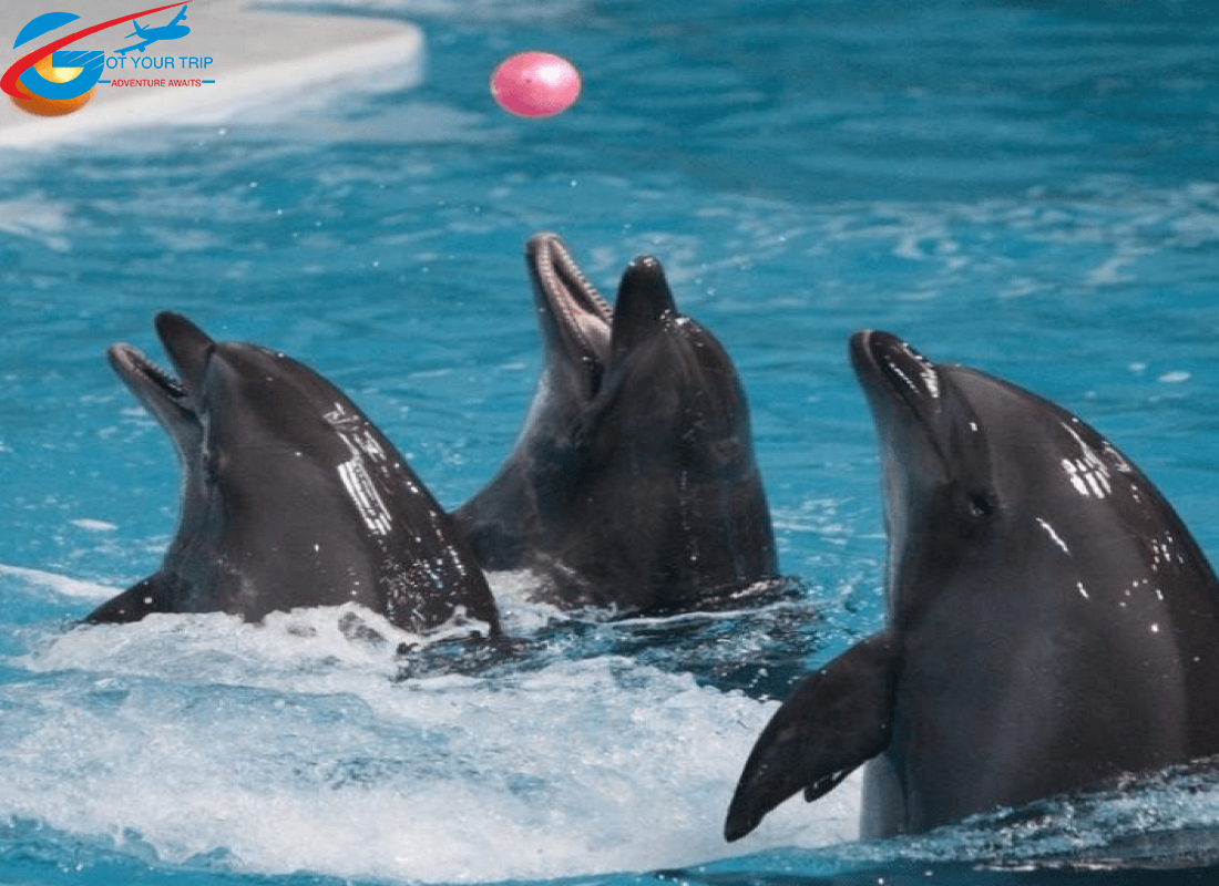 Dolphine Show Regular