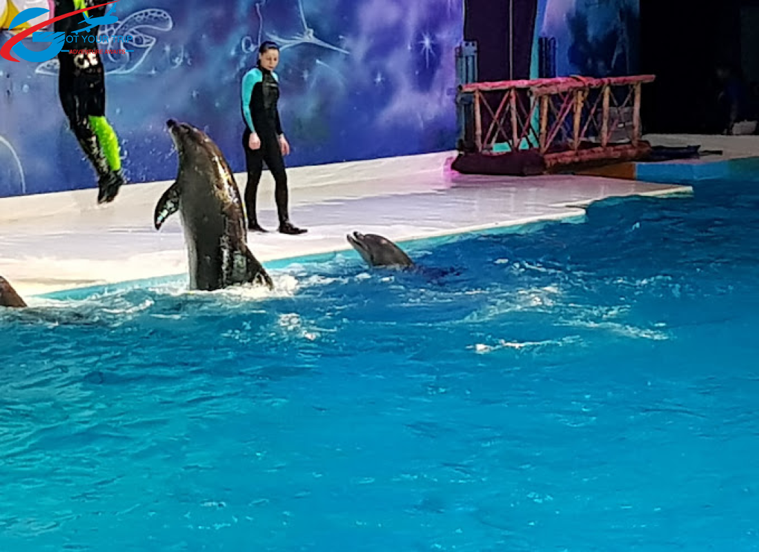 Dolphine Show - VIP